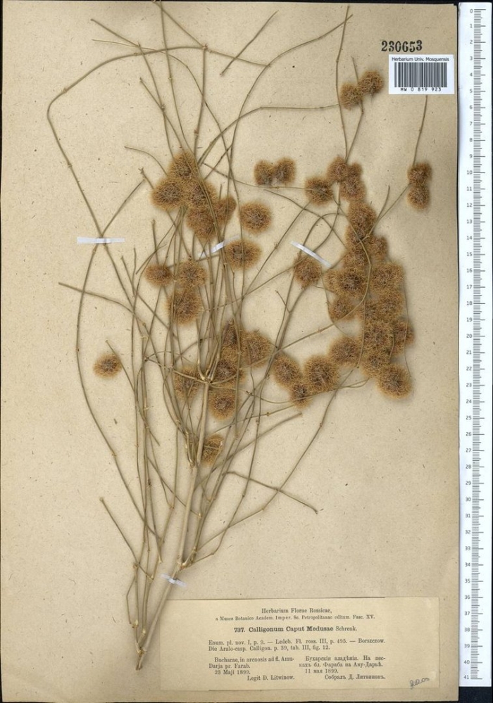 Calligonum caput medusae