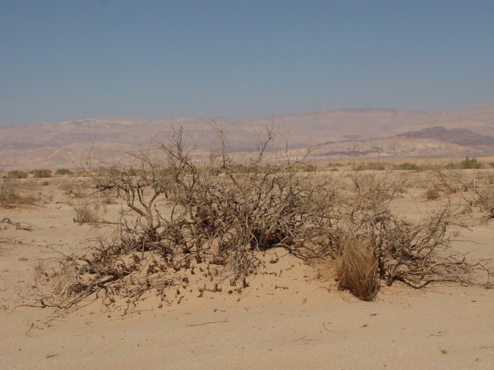 Джузгун растение пустыни