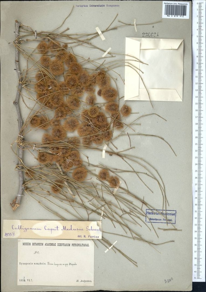 Джузгун голова медузы (calligonum caput-medusae)