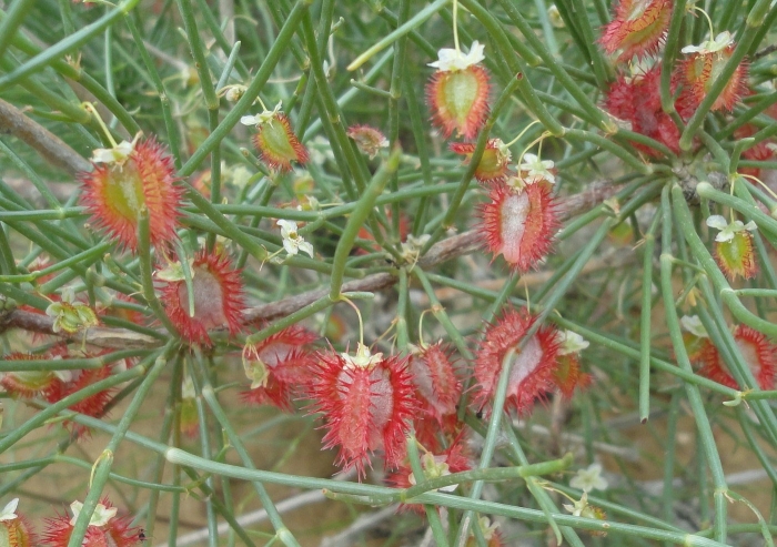 Джузгун щетинистый