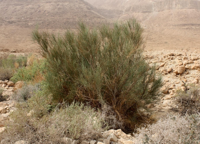 Растение саксаул