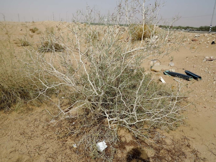 Astragalus ammodendron