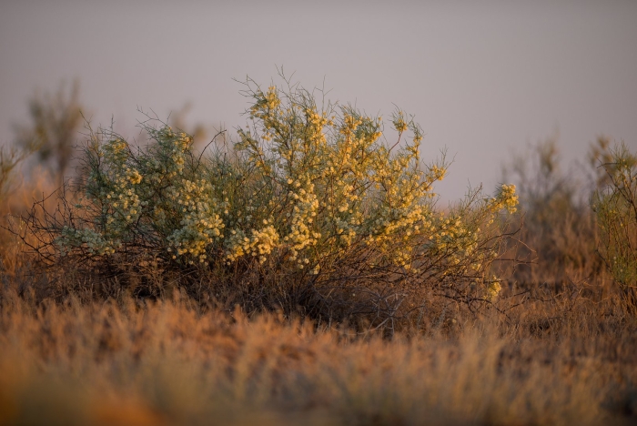 Саксаул растение пустыни цветение