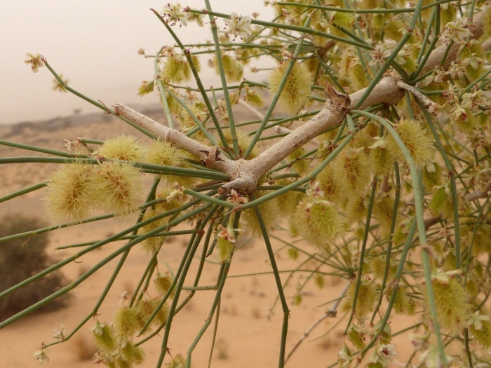Calligonum leucocladum