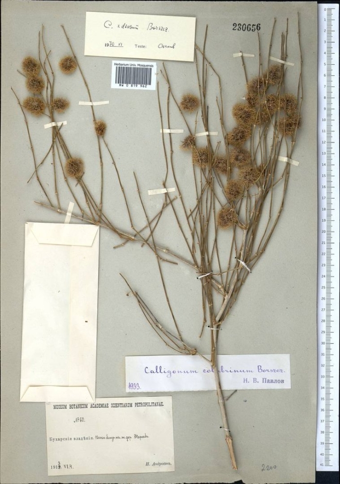 Calligonum caput medusae