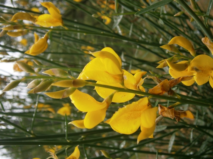 Метельник ситниковый (spartium junceum)