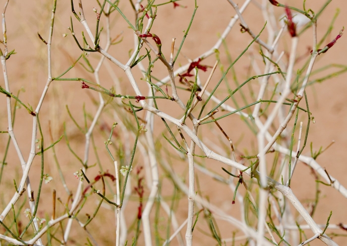 Джузгун безлистный