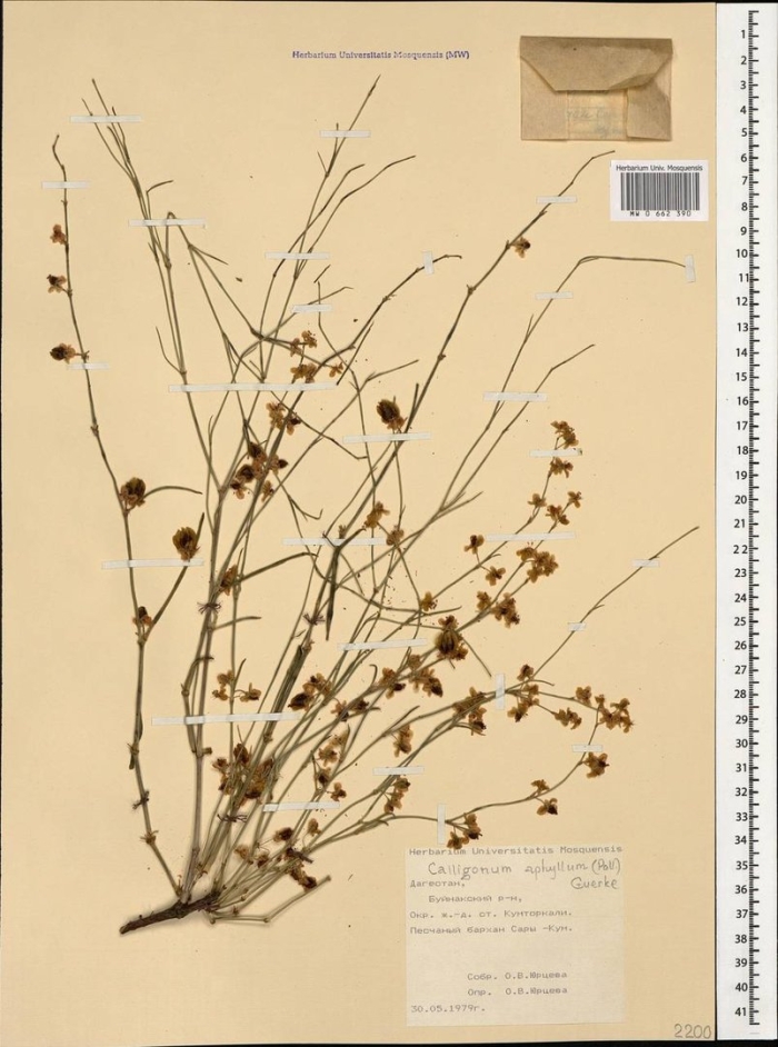 Ситник сплюснутый juncus compressus