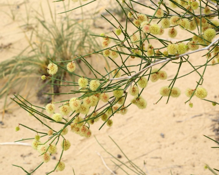 Джузгун растение пустыни