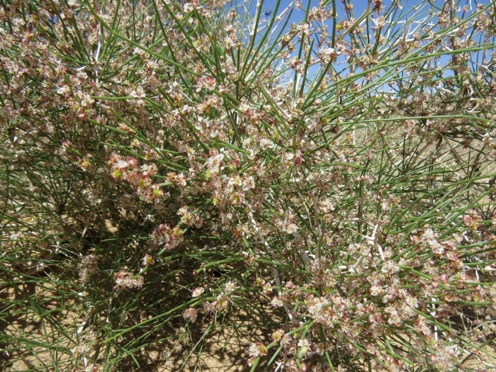 Calligonum polygonoides