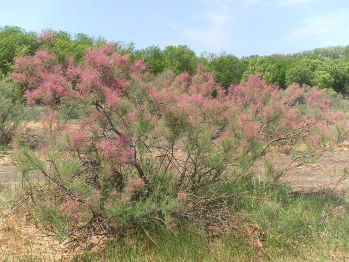 Тамарикс многоветвистый