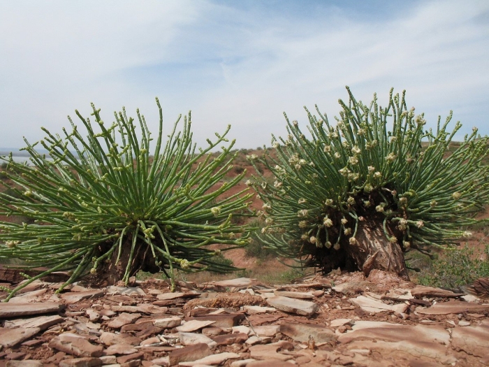 Euphorbia abyssinica