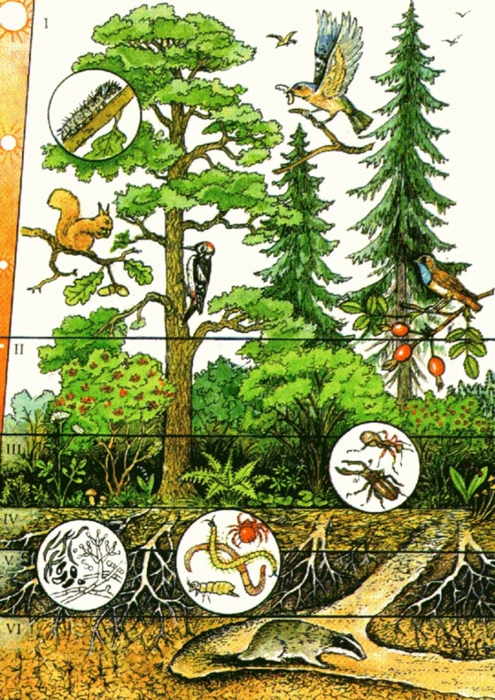 Ярусность лесного биоценоза