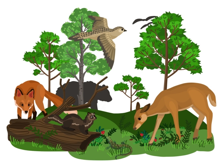 Лес рисунки