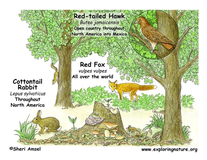 Биоценоз леса