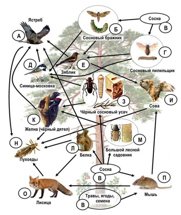 Пищевые связи в природных сообществах