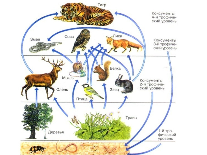 Консумент 1 порядка 2