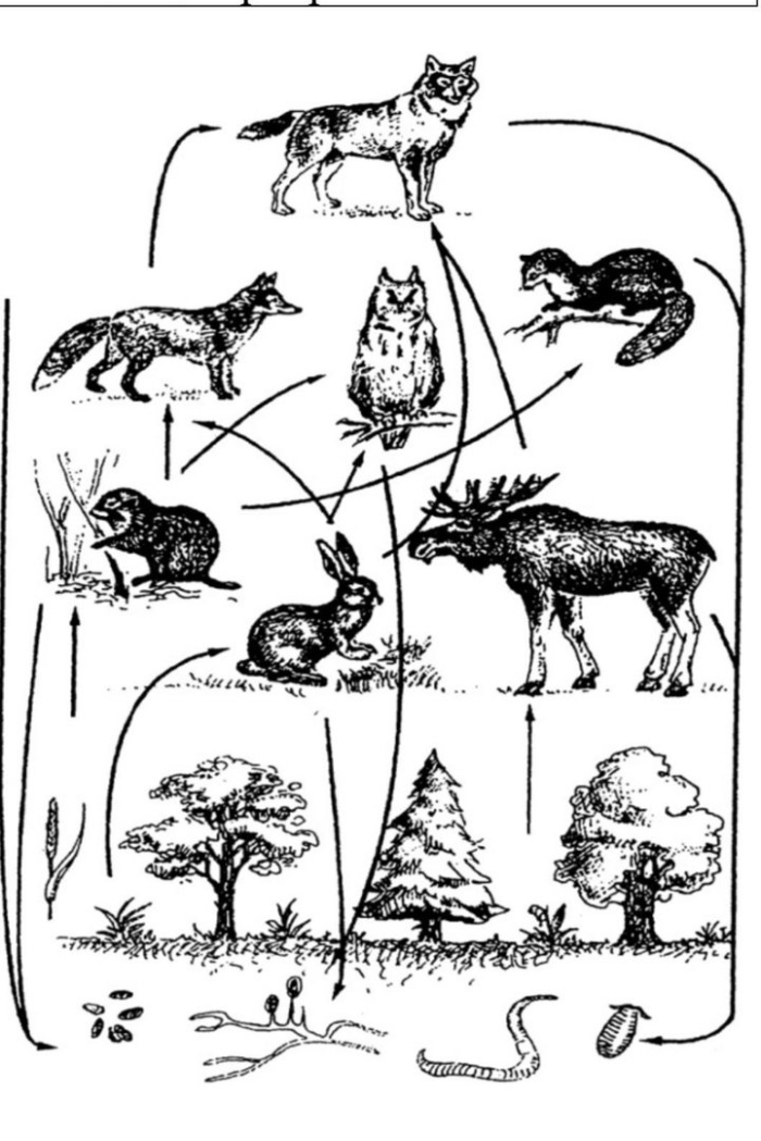 Цепь питания продуценты консументы редуценты