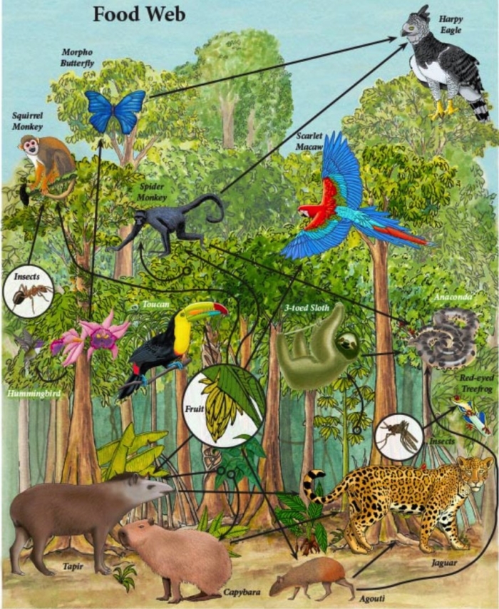 Сеть питания тропического леса