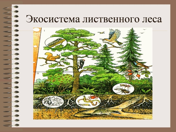 Экосистема леса