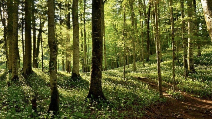 Лесные экосистемы