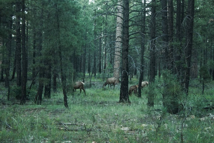 Смешанные и широколиственные лесов россии флора