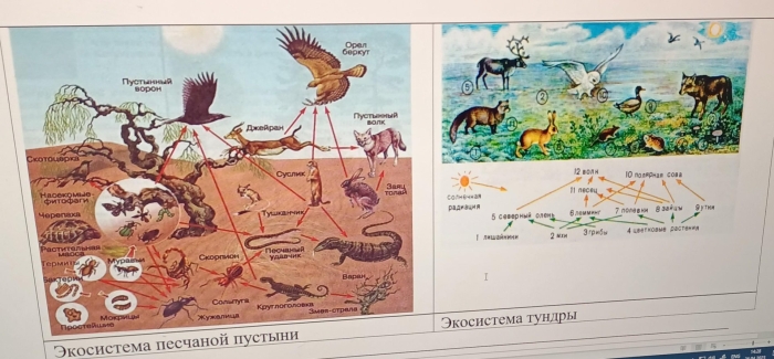 Цепи питания пустыни 4 класс окружающий мир