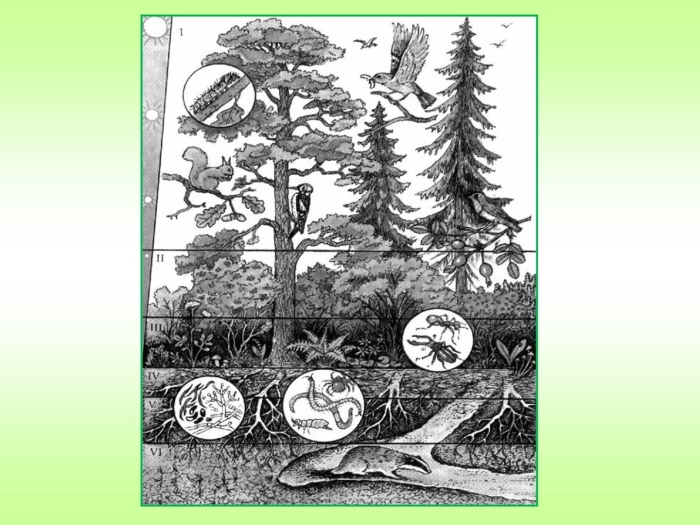 Ярусы лесного биоценоза