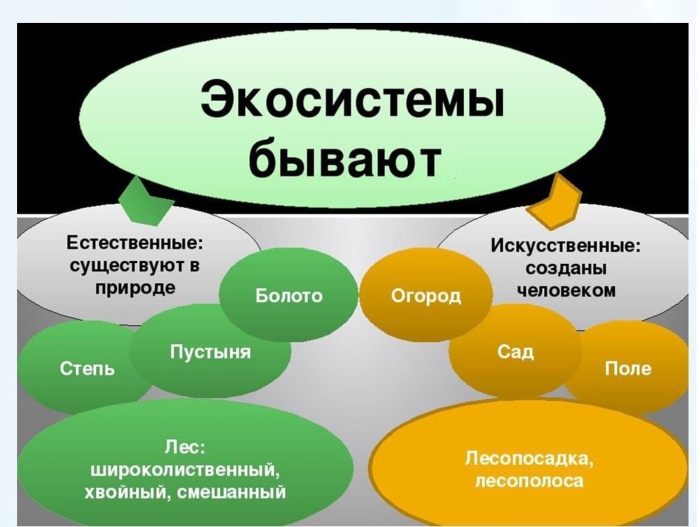 Естественные и искусственные экосистемы