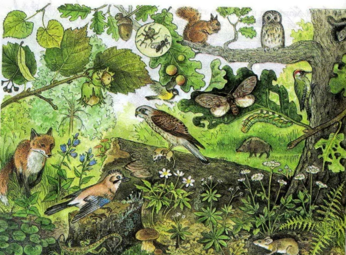 Биоценоз дубравы