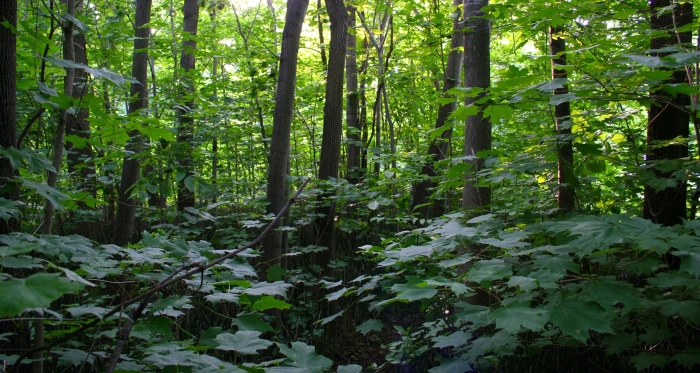 Экосистема лес