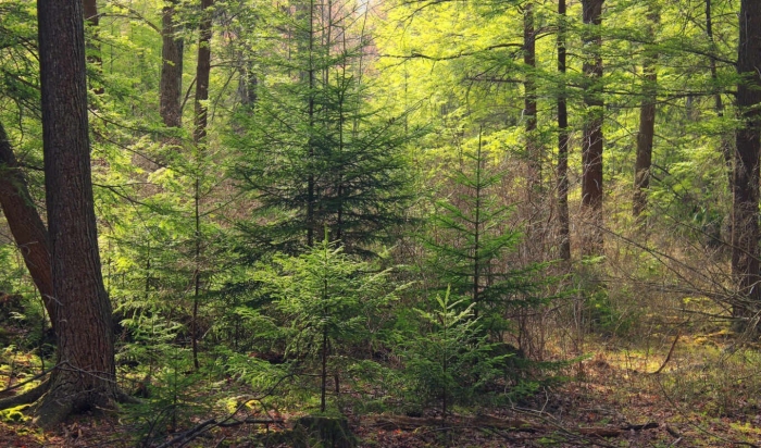 Широколиственный лес тропа