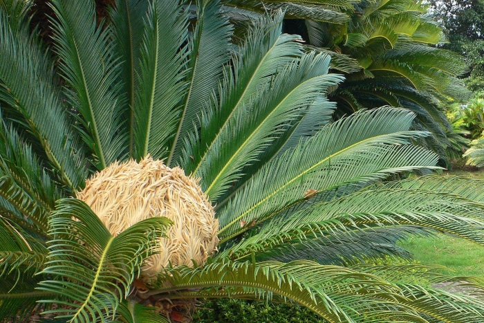 Саговник цикас