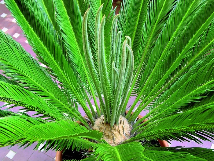 Растение цикас революта