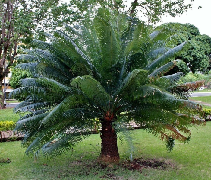 Cycas cairnsiana