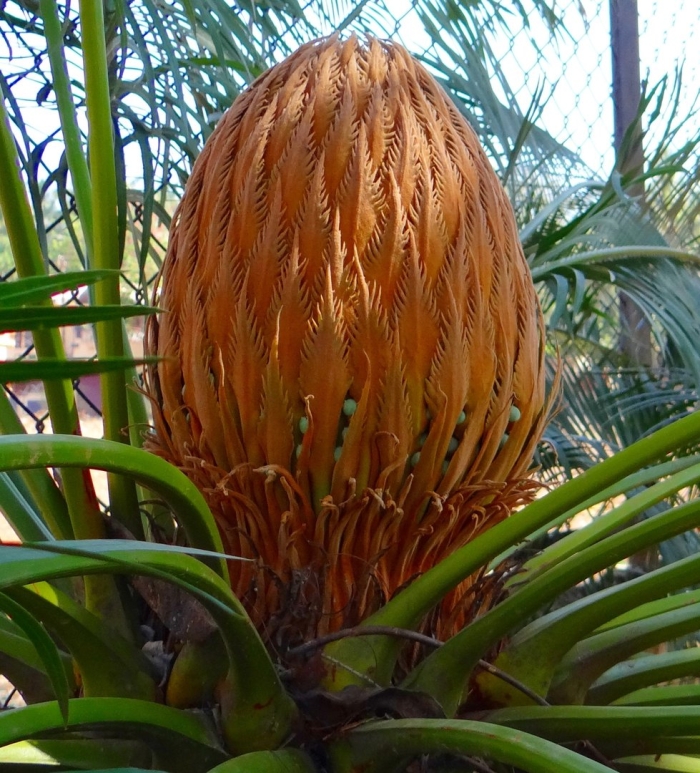 Cycas circinalis