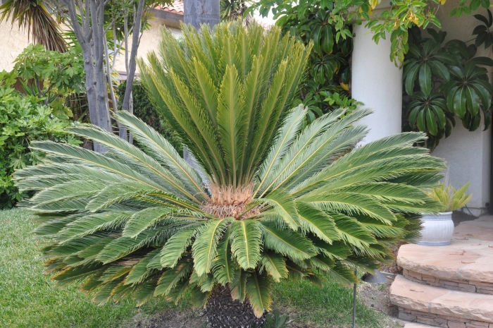 Саговник цикас