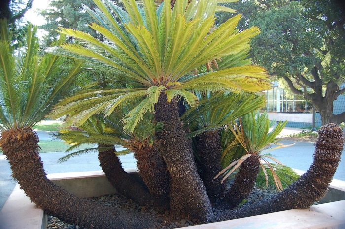 Пальма саговник