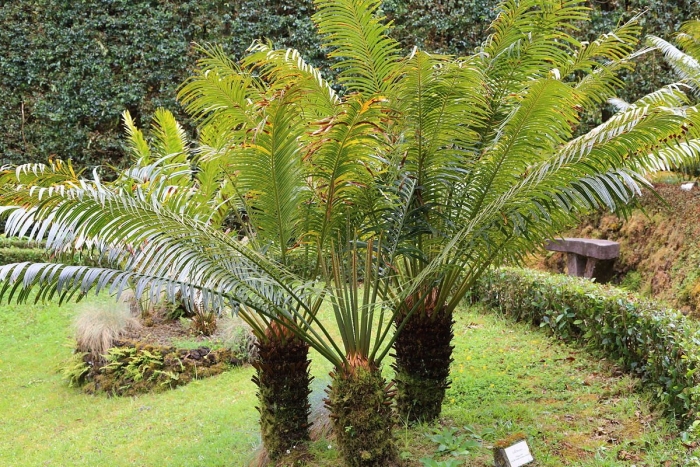Cycas rumphii