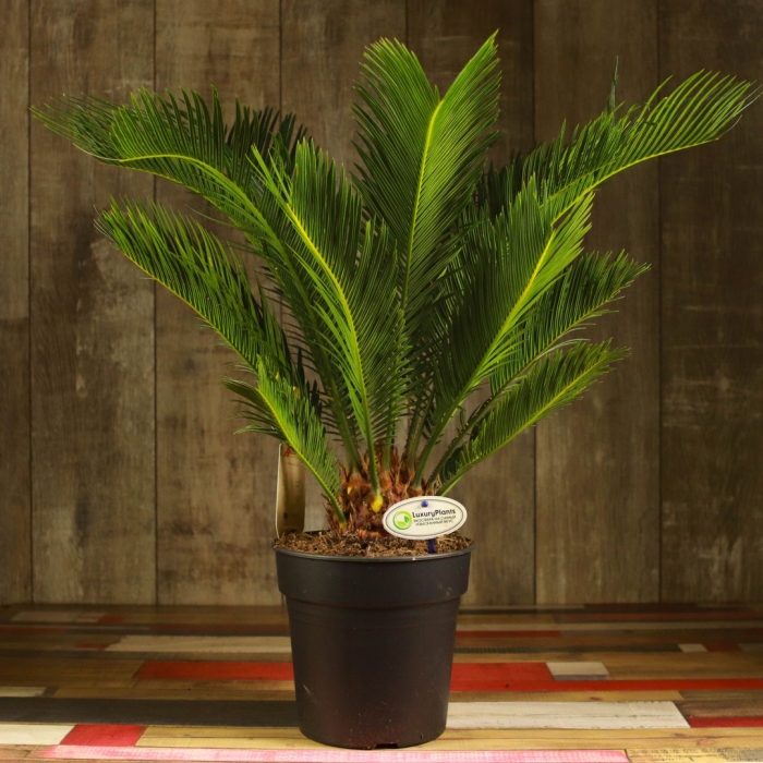 Цикас революта