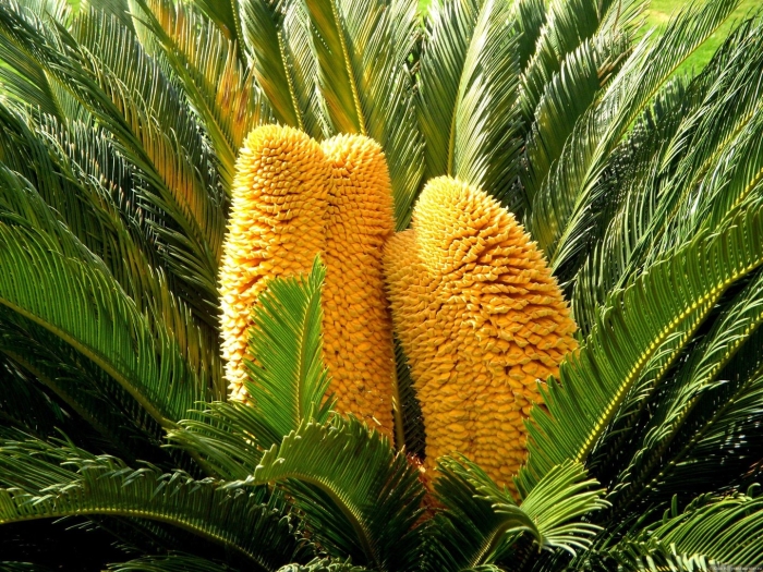 Саговниковая пальма