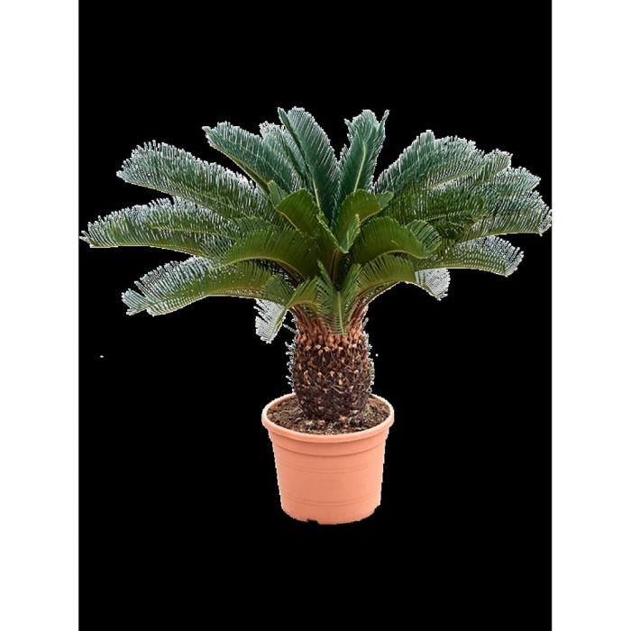 Растение цикас революта