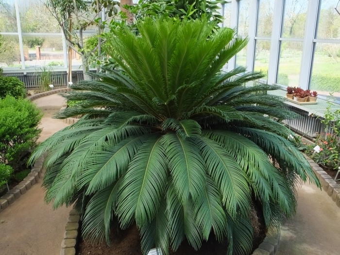 Цикас революта