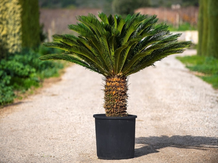 Финиковая пальма цикас