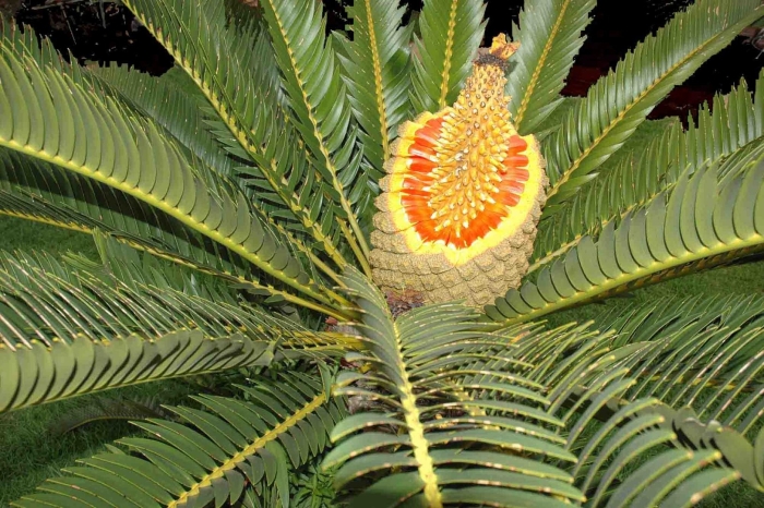 Encephalartos altensteinii