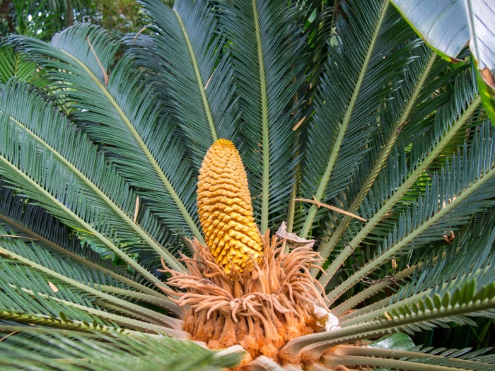 Саговник цикас