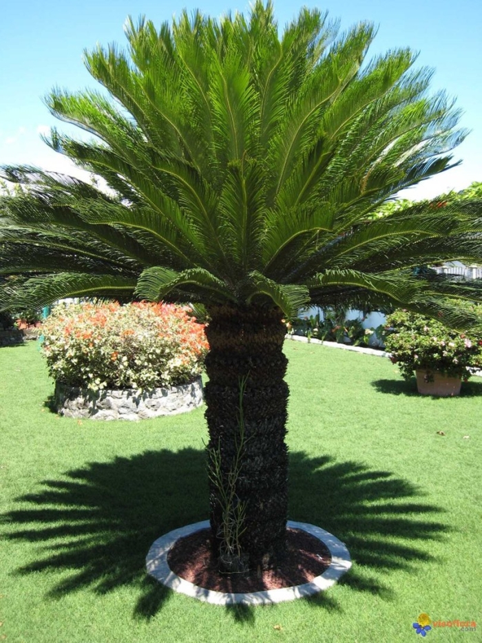 Пальма цикас революта