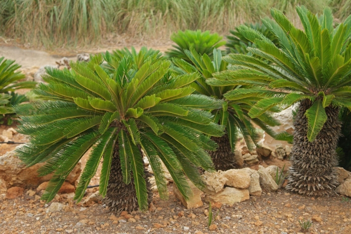 Саговник цикас