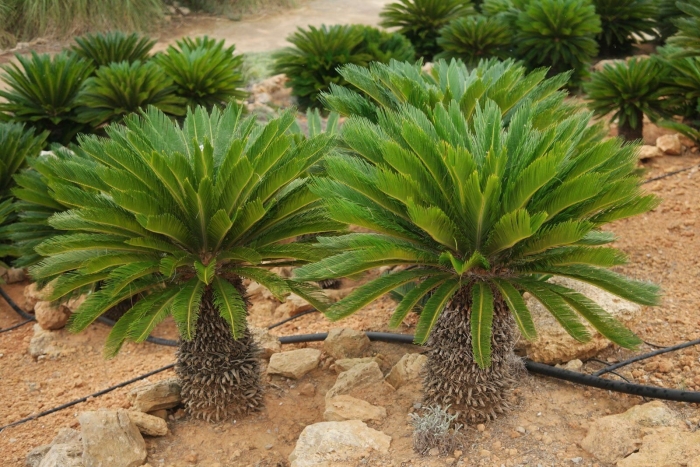 Саговниковые поникающий