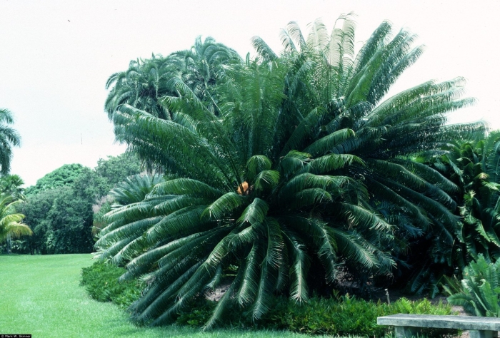 Саговники голосеменные